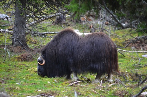 Musk ox